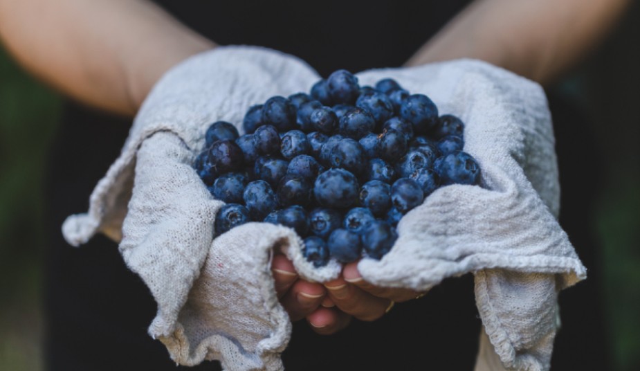 Person holding blueberries for diets to prevent DVT