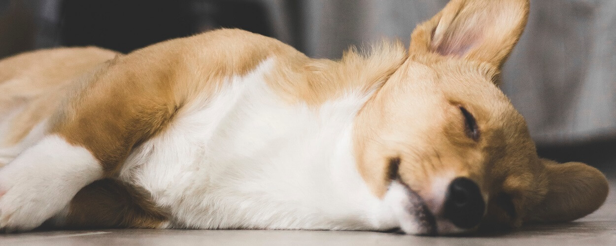 sleeping corgi, one of the calmest dog breeds