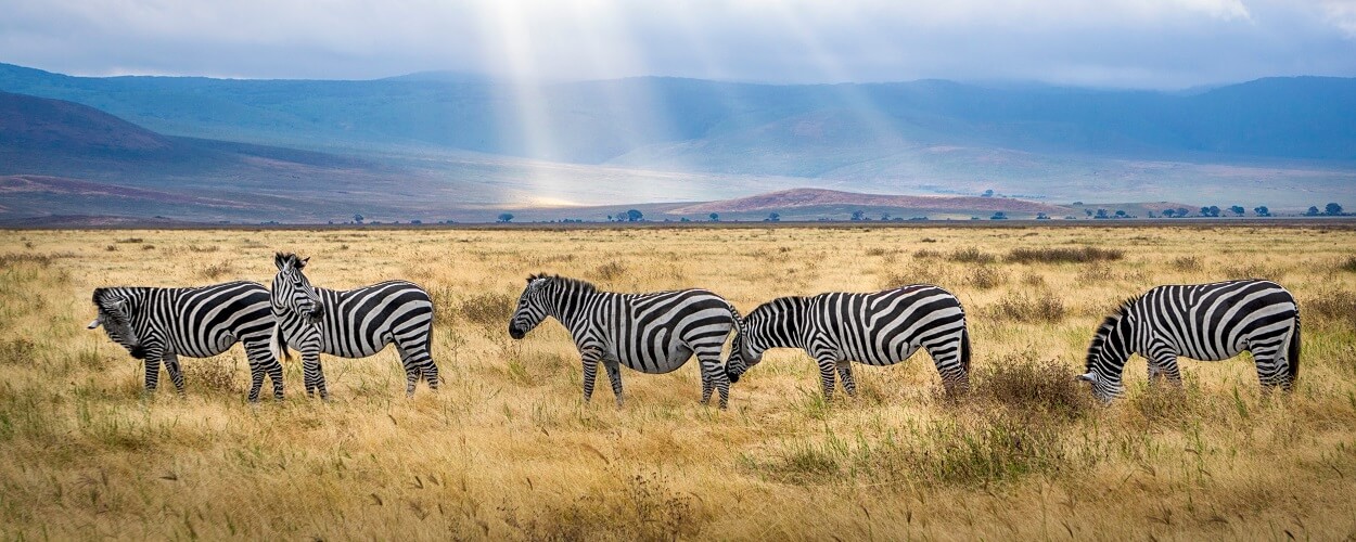 a herd of zebra that could be seen on a winter sun holiday in Tanzania