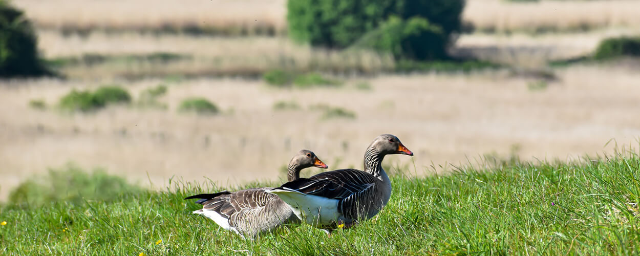 geese at the uk's best nature reserves